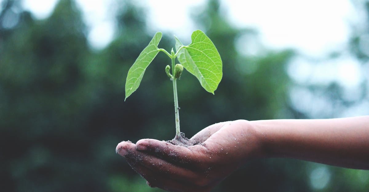 Développement durable : 5 stratégies pour un avenir éco-responsable
