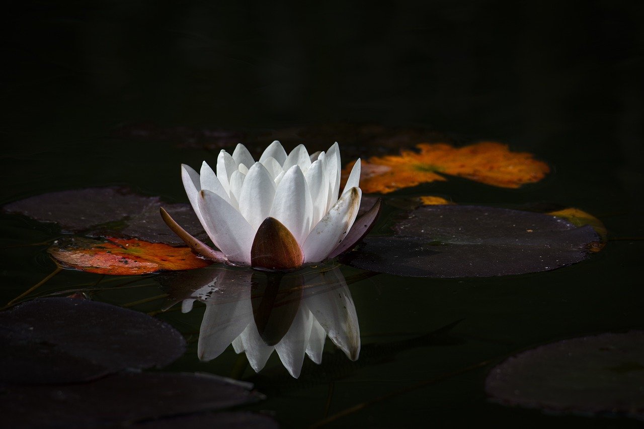 découvrez diverses techniques de méditation pour améliorer votre bien-être mental et physique. apprenez à vous concentrer, à gérer le stress et à trouver la paix intérieure grâce à des pratiques simples et efficaces.