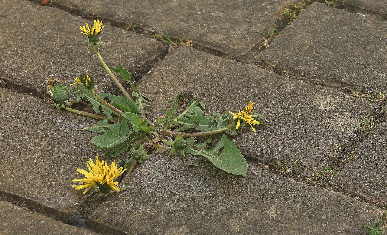 découvrez le concept de résilience, cette capacité à surmonter l'adversité et à s'adapter aux changements. apprenez comment développer votre force intérieure et cultivatez des stratégies efficaces pour faire face aux défis de la vie.