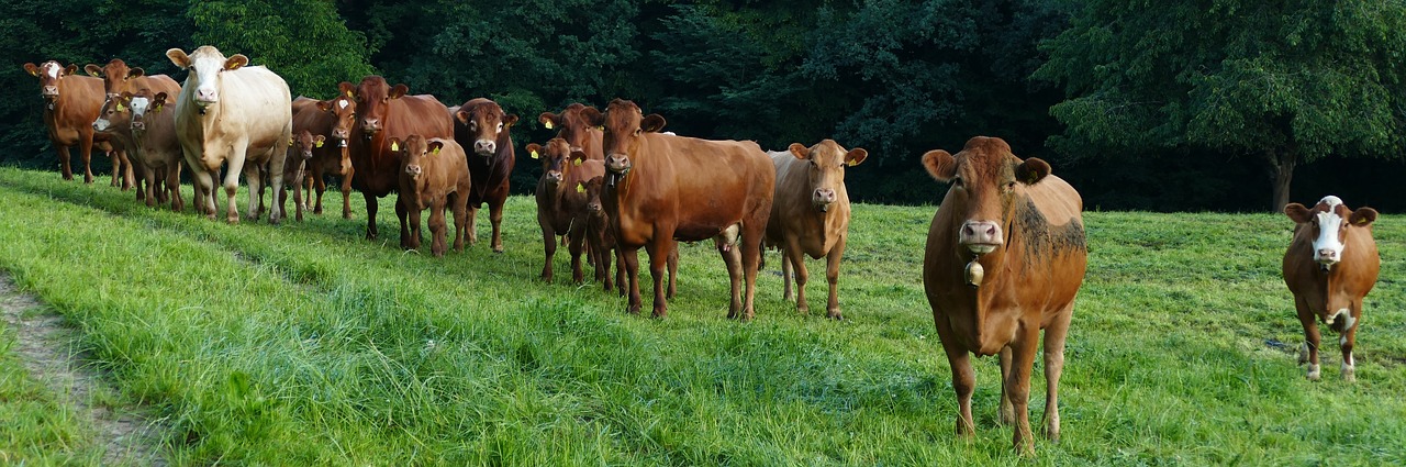 découvrez le rôle et l'importance d'un committee : définition, fonctions clés et impact dans l'organisation. obtenez des explications claires et exemples.