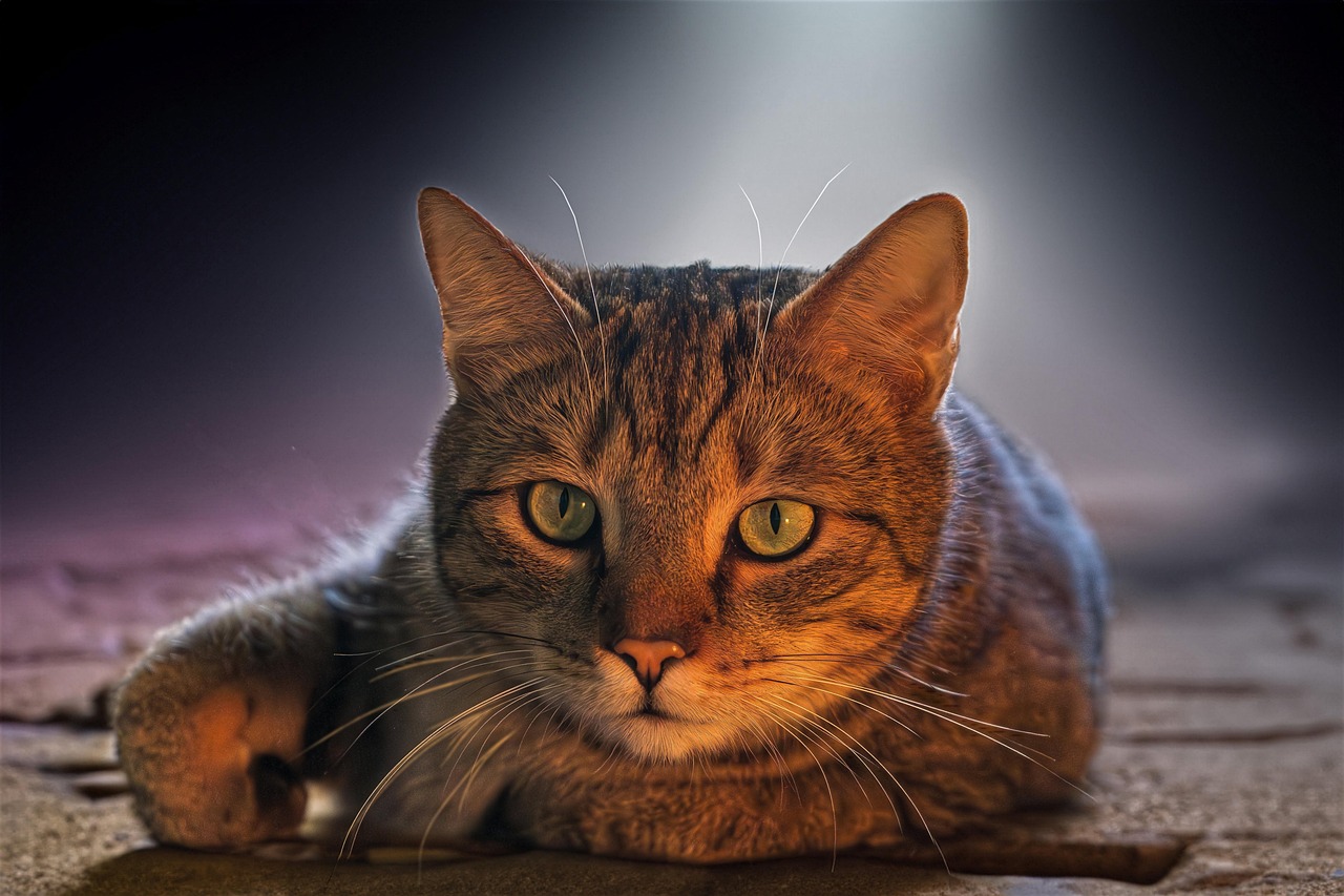 découvrez les meilleures écoles de commerce européennes en 2025, leurs programmes innovants, classements et opportunités pour booster votre carrière internationale.