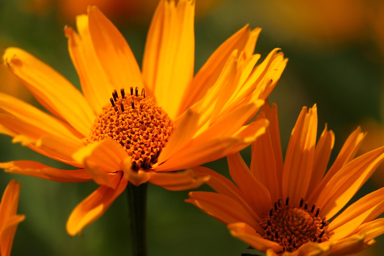 d&eacute;couvrez tout sur le pollen : d&eacute;finition, r&ocirc;les dans la nature, impact sur la sant&eacute; et conseils pour les personnes allergiques.
